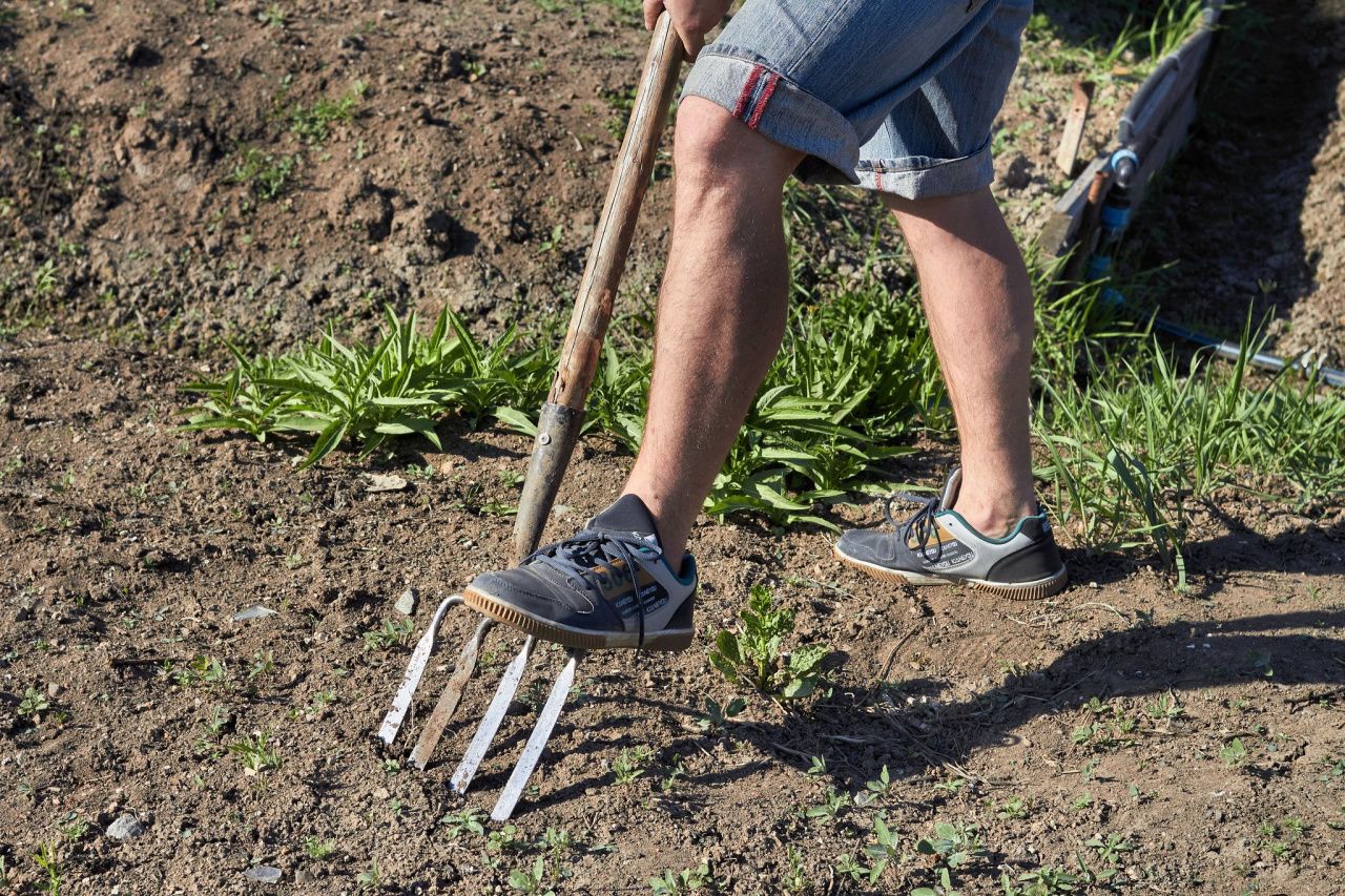 На приусадебных участках Серовского района обнаружена почва, зараженная микроскопическим вредителем растений