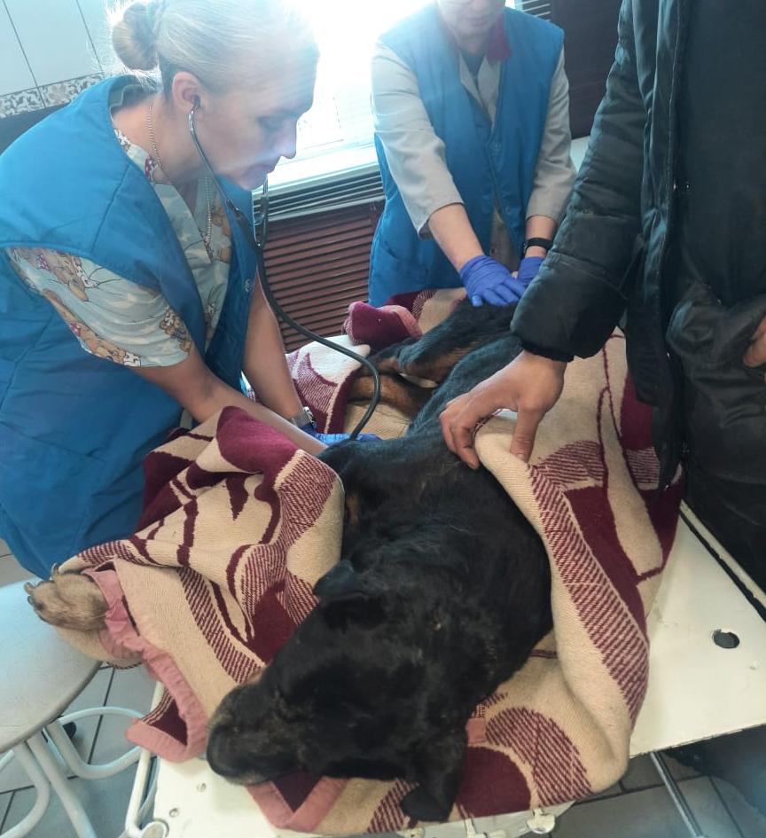 Серовские ветеринары и волонтеры выхаживают ротвейлера, которого нашли заживо захороненным