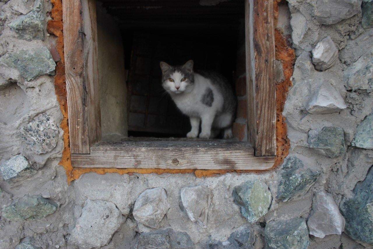 Представитель компании, занимающейся отловом животных в Серове, опроверг информацию об отлове кошек