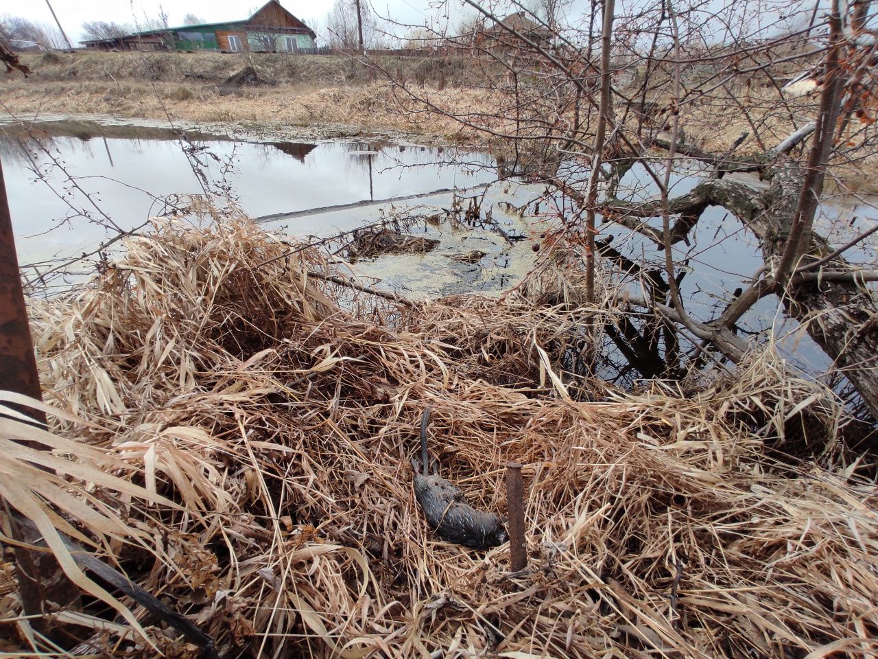 Серовчанин обнаружил тело ондатры. Жители микрорайона Завокзальный жаловались на разлив нефтепродуктов