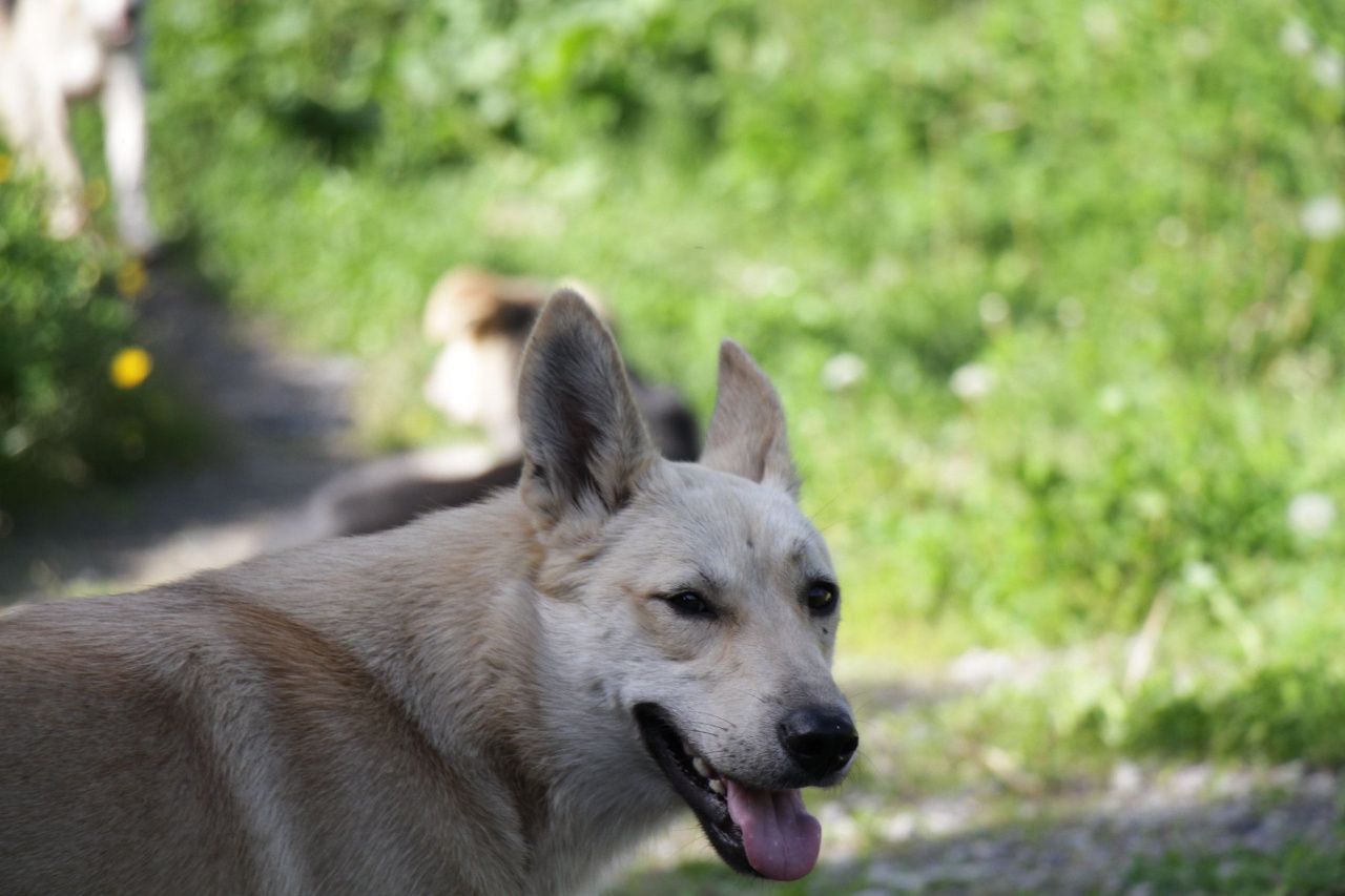В Серовском горокруге за три года отловили 698 собак