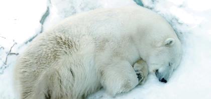 После гибели медведя прокуратура начала проверку в Екатеринбургском зоопарке