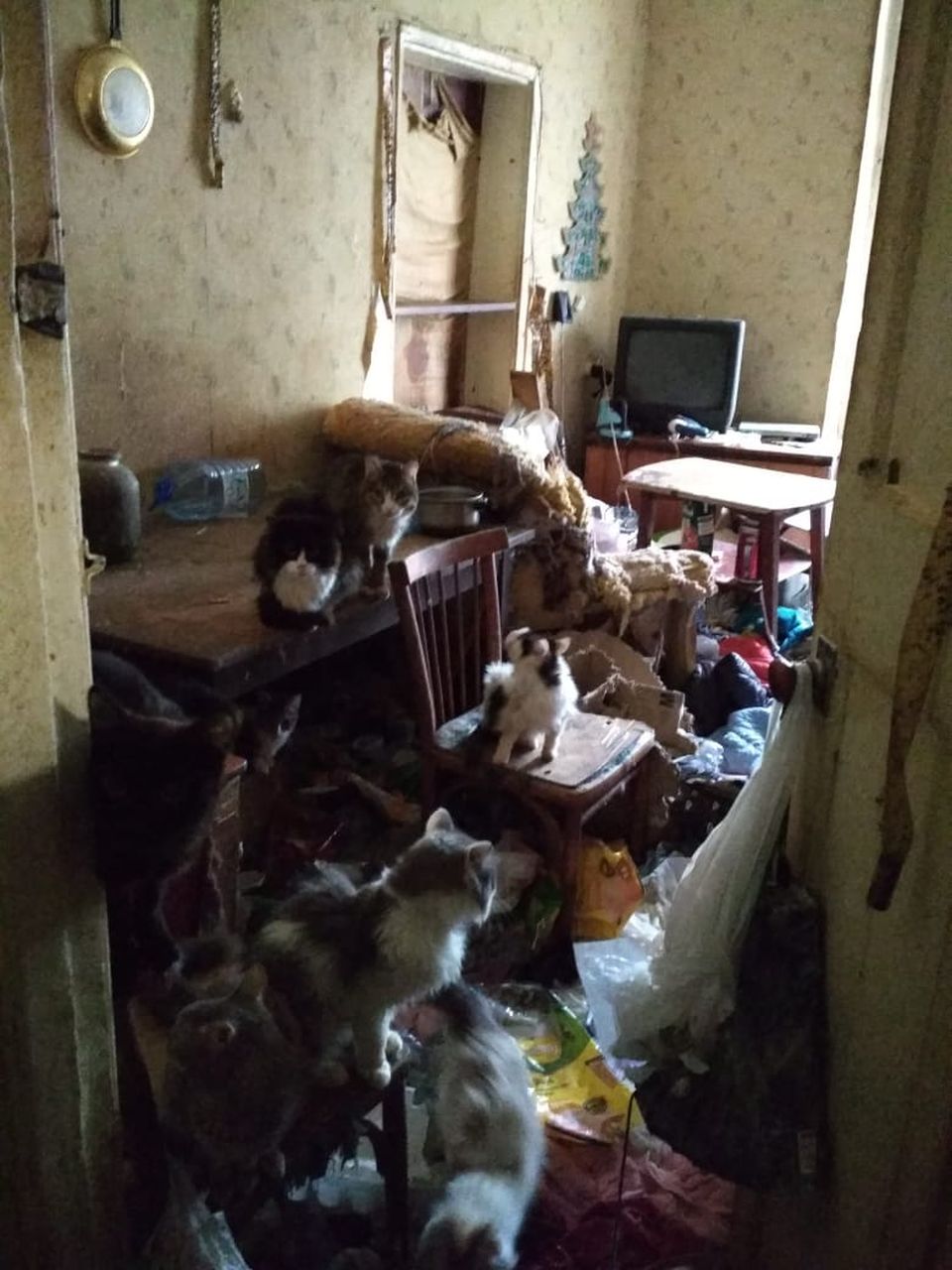 "Кошки стали сиротами". Серовские зоозащитники приютят 20 кошек, хозяйка которых тяжело заболела