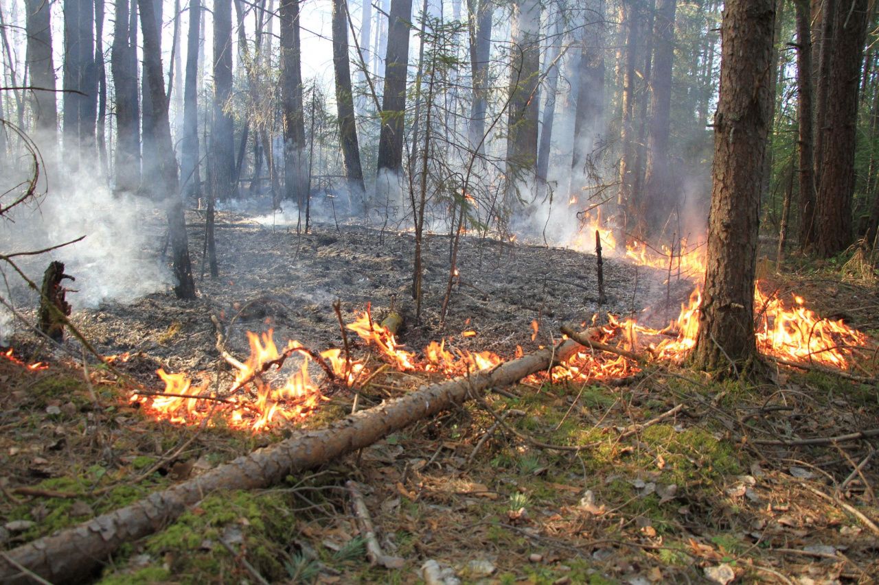 С начала года в Серовском лесничестве произошел один лесной пожар. В Свердловской области - 760
