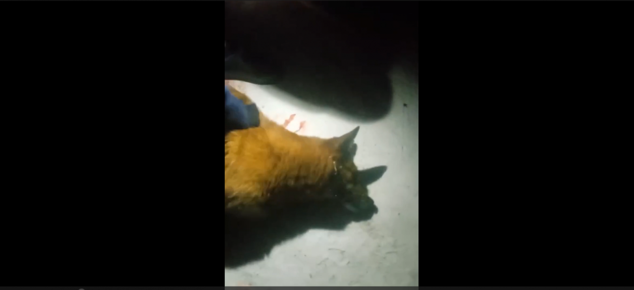 В соцсети опубликовали жуткое видео с умирающей собакой. Пишут, что ее отравили