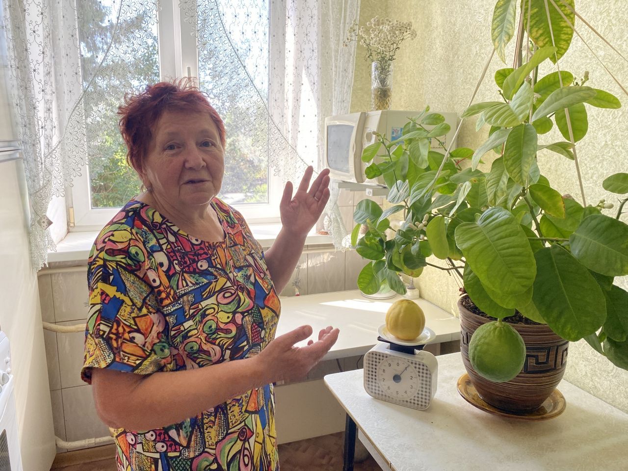 Серовские пенсионеры вырастили в квартире килограммовый лимон