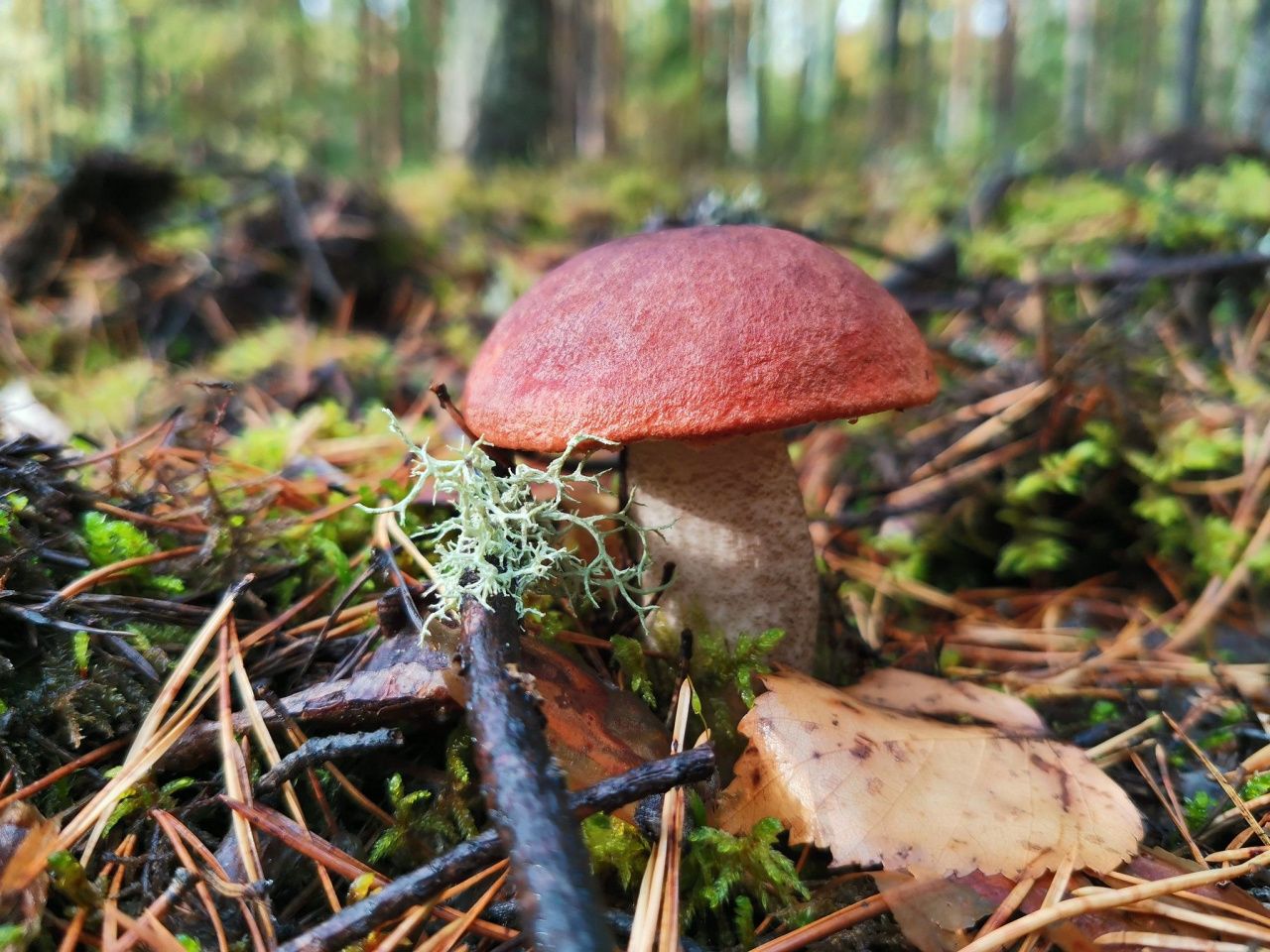 В Свердловской области зафиксирован первый в 2023 году случай отравления грибами