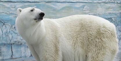 "Прости нас, Умка…" В Екатеринбургском зоопарке скончался белый медведь. Он проглотил мячик, брошенный посетителем