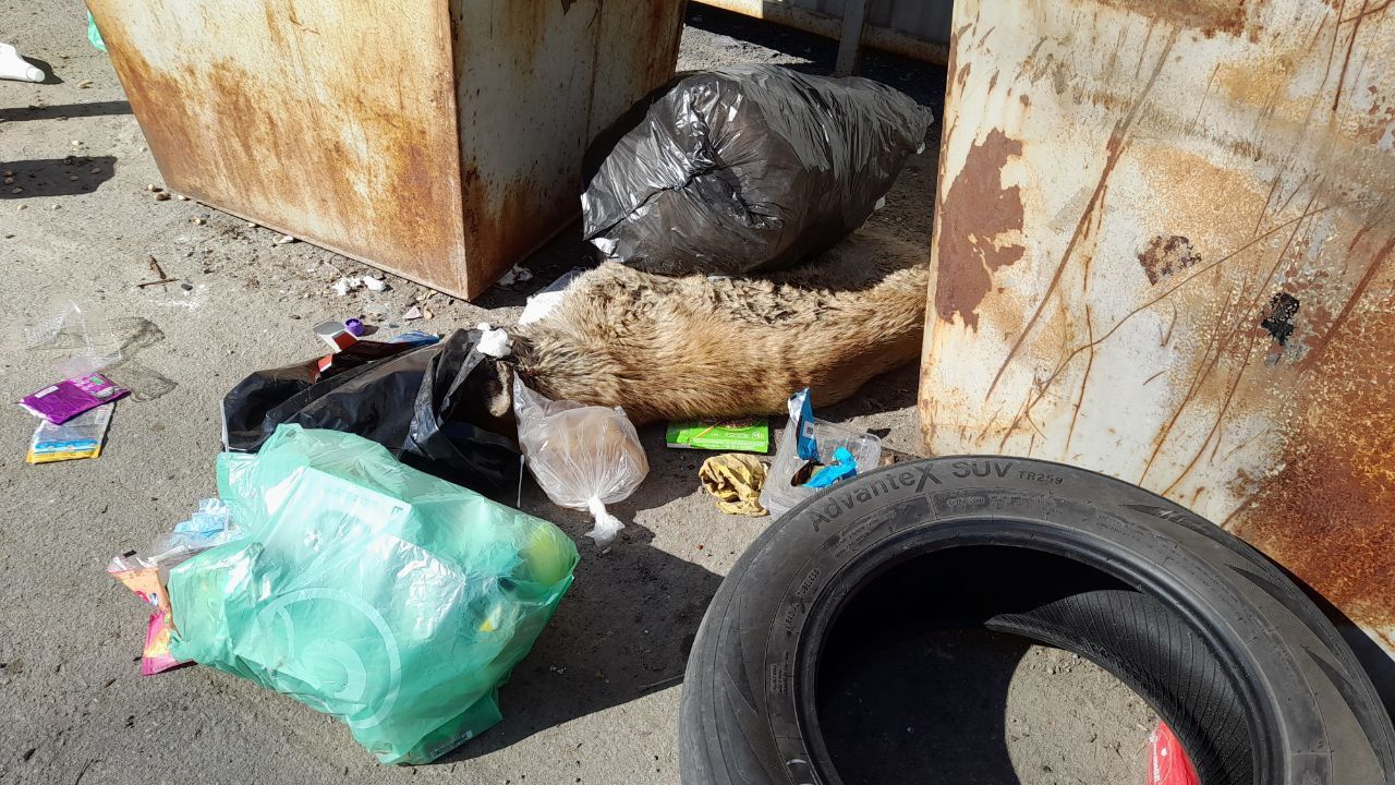 Серовчанка просит службы убрать с мусорки труп собаки с пакетом на голове