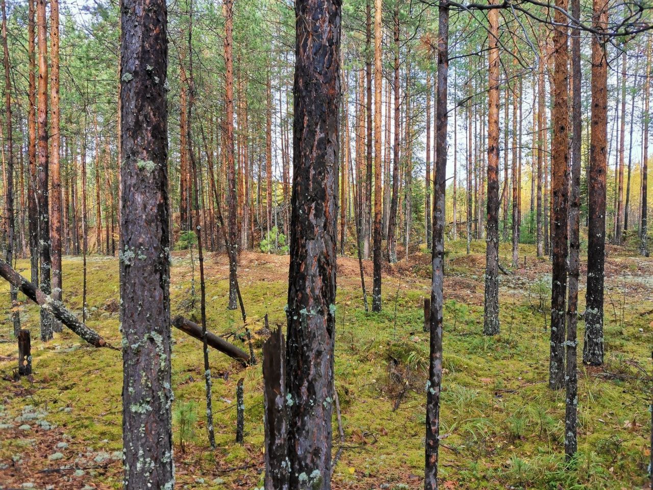 Жителям Свердловской области запретили посещать особо охраняемые природные территории