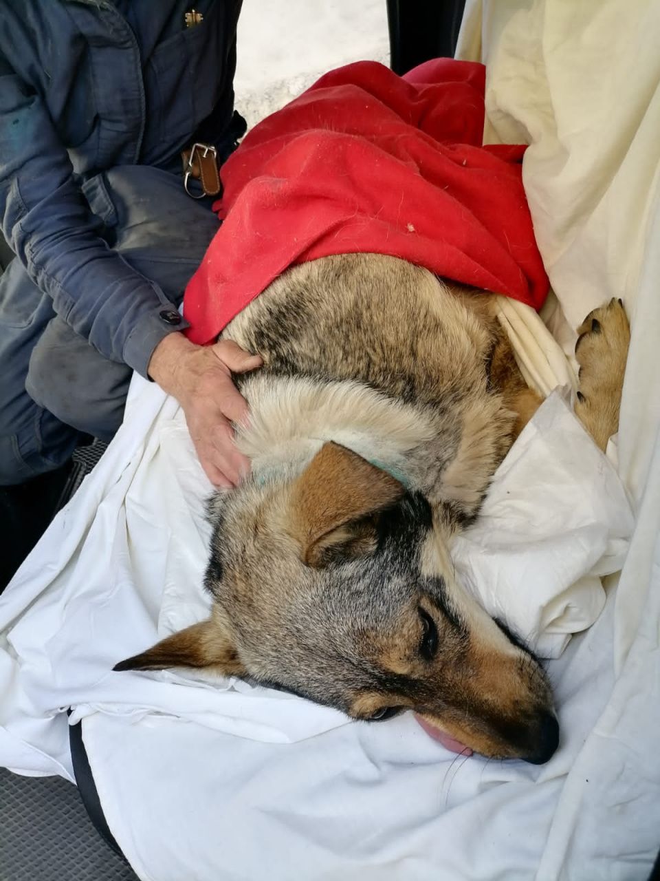 Собаку, пойманную в Серове с удавкой на шее, прооперировали в Краснотурьинске