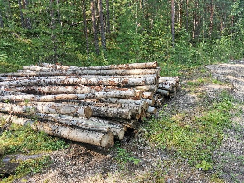 Власти Серова перечислили случаи, при которых можно вырубать деревья без разрешения