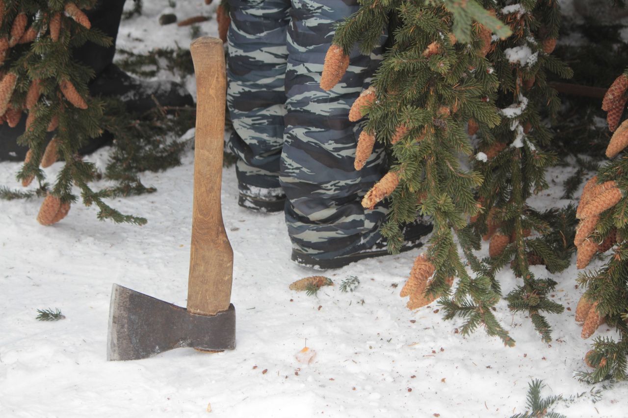 Серовчане смогут получить разрешение на вырубку новогодней ели с 16 декабря