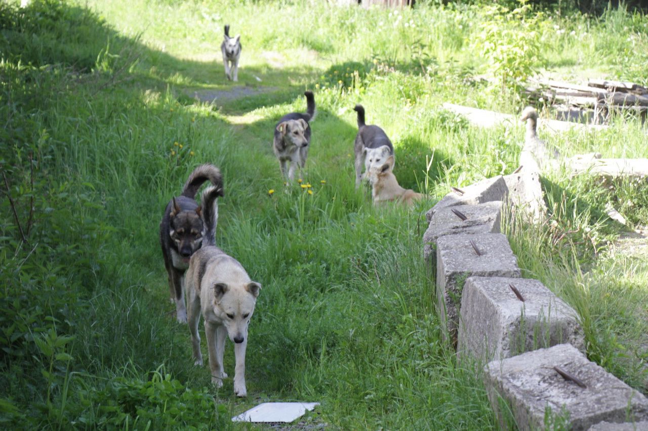 В 2022 году треть отловленных в Свердловской области собак вернули на улицы