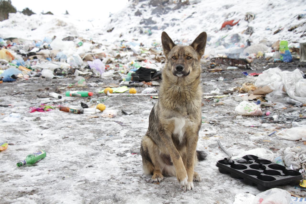 На отлов бездомных животных в Серове планируют потратить почти 2 миллиона рублей
