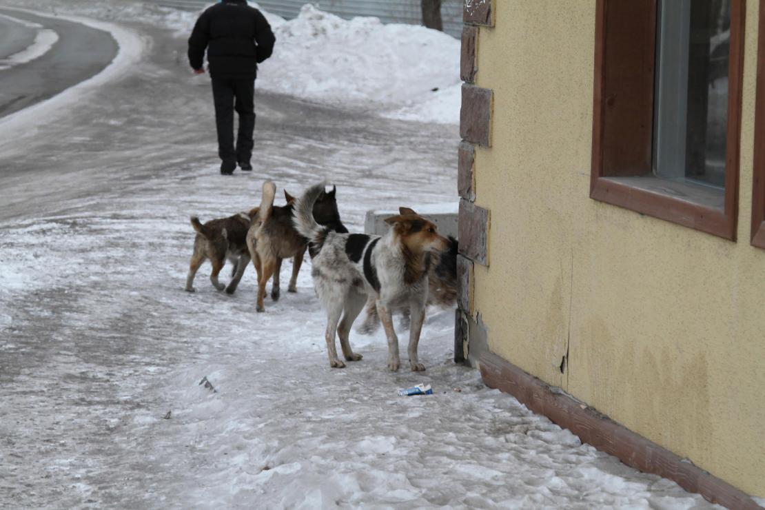 Серовский депутат заявил, что село Андриановичи терроризируют безнадзорные собаки