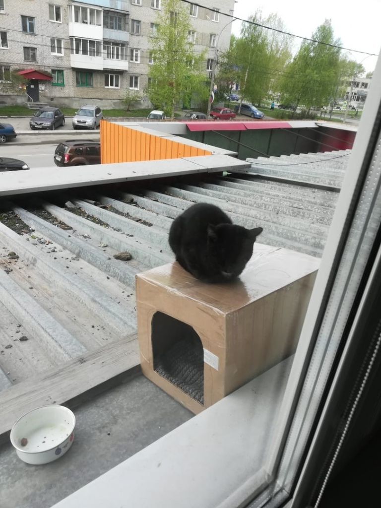 В Серове обнаружен кот, который живет на крыше