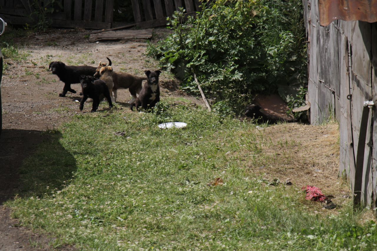 Серовчанка просит пристроить щенков, которые живут в районе автовокзала