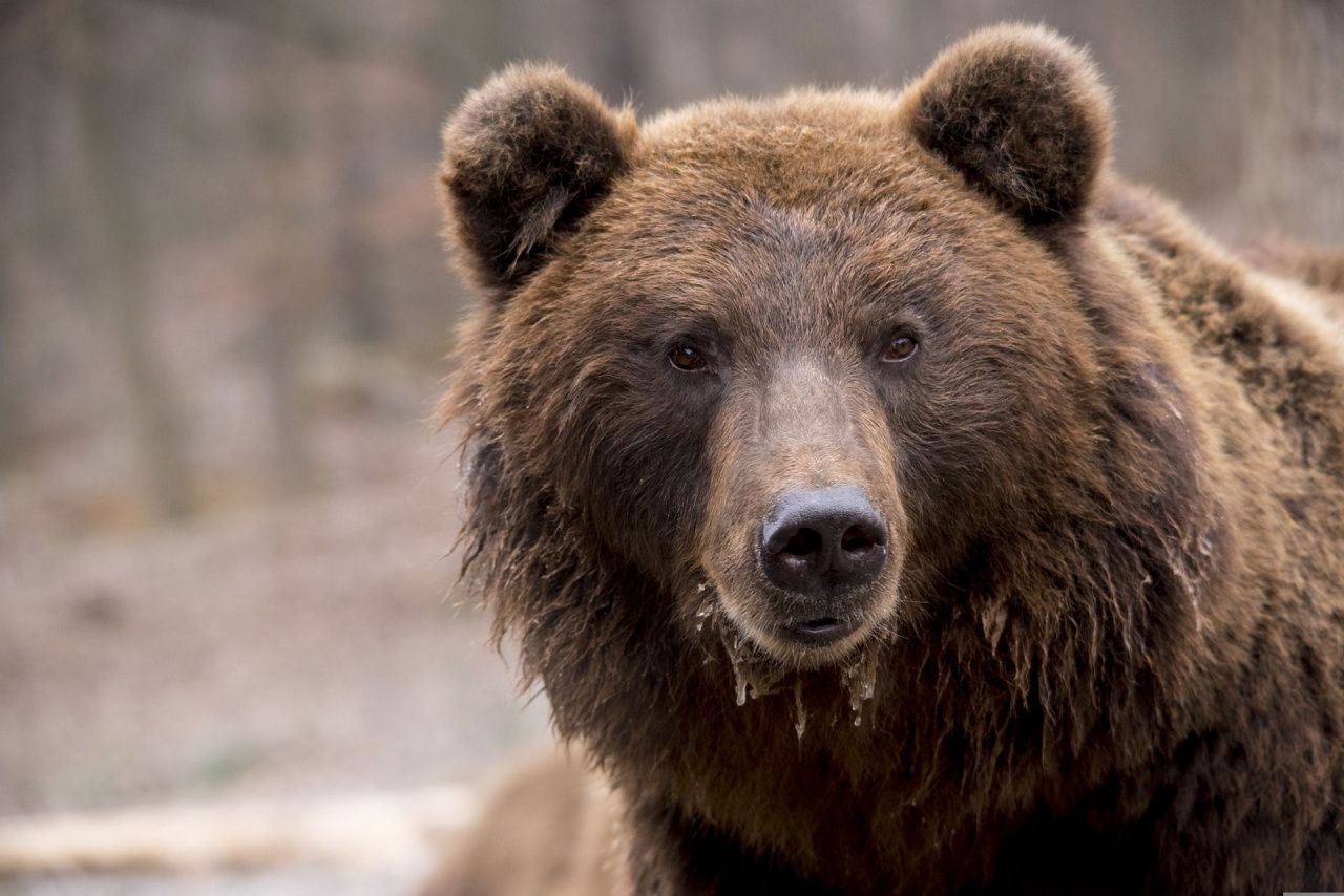В коллективном саду на трассе Серов - Сосьва обнаружены следы медведя