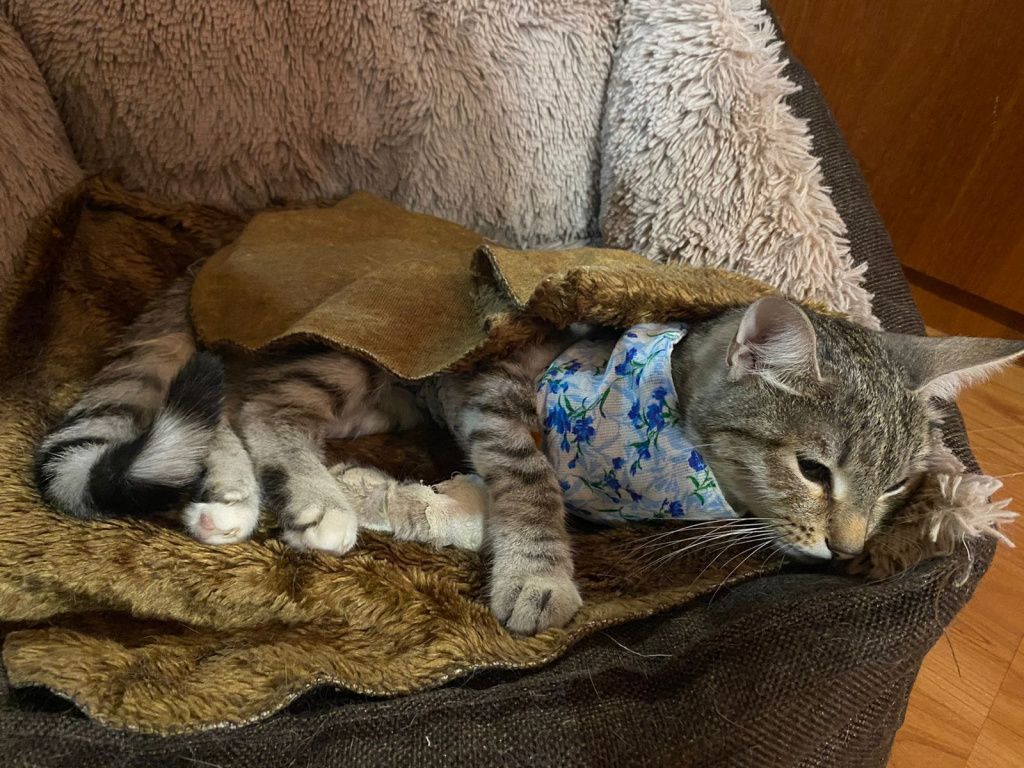 В 2022 году у Елены Ярковой заболела кошка Буся. После операции и длительного лечения в ветлечебнице Серова кошка умерла. Фото: Елена Яркова