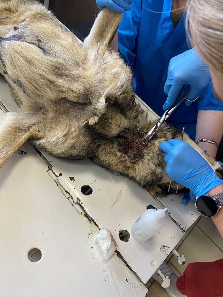 У пойманной собаки повреждена трахея. Животному нужна операция. Фото предоставлено сотрудником отлова