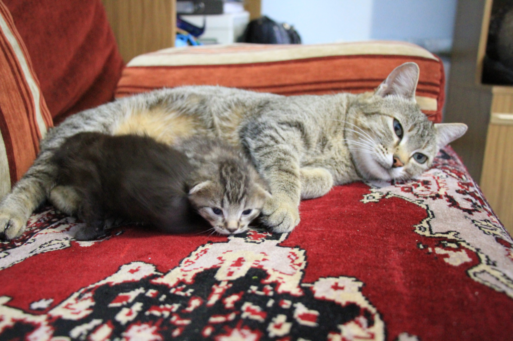 У Наили дома живут четыре кошки. Одна из них недавно родила. Фото: Константин Бобылев, "Глобус"
