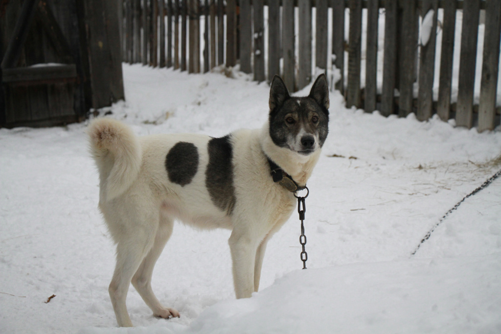 Лапа - еще одна собака из Сотрино. Фото: Константин Бобылев, "Глобус"