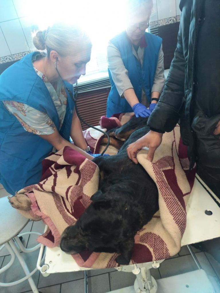 Днем 1 октября собаку осмотрели врачи серовской ветеринарной станции. Фото: Инна Обухова