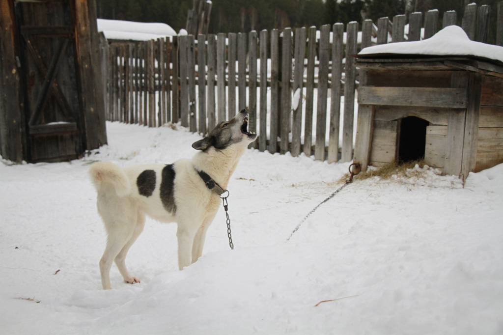 Люди говорят, что Лапа - единственная в округе собака, выжившая после нападения волка. Фото: Константин Бобылев, "Глобус"