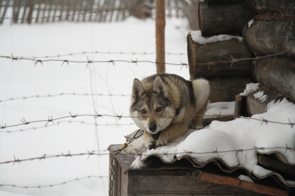 А это - Лайка Гном. Он живет в вольере из колючей проволоки. так его защищают от волков. Фото: Константин Бобылев, "Глобус"