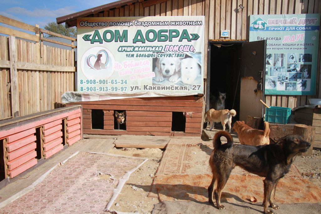 Приют для безнадзорных животных находится в ведении волонтера зоозащиты Инны Обуховой. Фото: Константин Бобылев, архив "Глобуса"