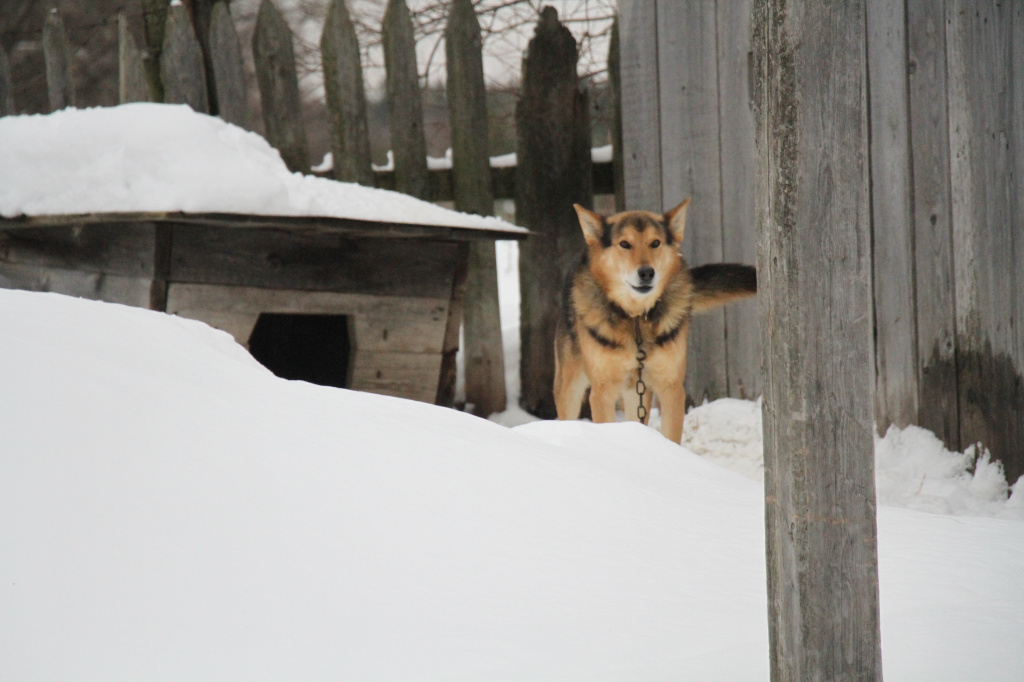 Это Бульба, собака Владимира. В октябре у него волки съели пса Джека - любимца внуков. Фото: Константин Бобылев, "Глобус"