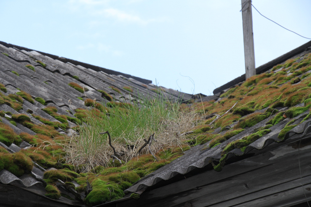 На крыше дома растет трава. Раньше, говорят, и деревья росли. Фото: Константин Бобылев, "Глобус"