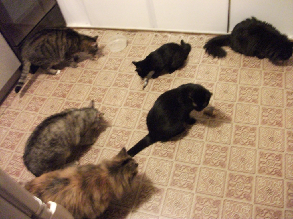 "Было время, когда у меня жило шесть котов и кошек, так это выглядело: кормление зоопарка". Фото предоставлено Мариной Демчук