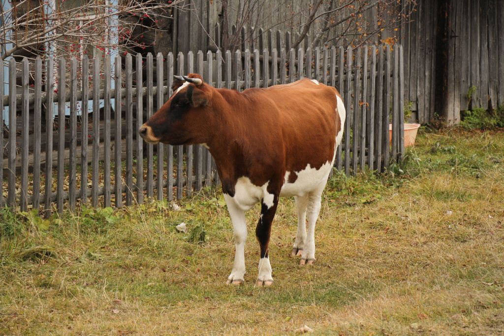 Конфликт между жителями поселка провоцируют… коровы. Фото: Константин Бобылев, архив "Глобуса"