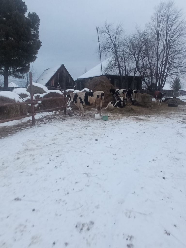 Коровы в Марсятах зимуют под открытым небом. Фото: читатель “Глобуса”, попросивший об анонимности