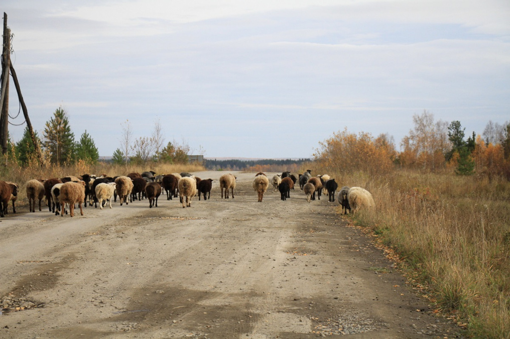 Овцы мигрируют из Восточного в сторону границы с Верхотурьем. Фото: Константин Бобылев, "Глобус"