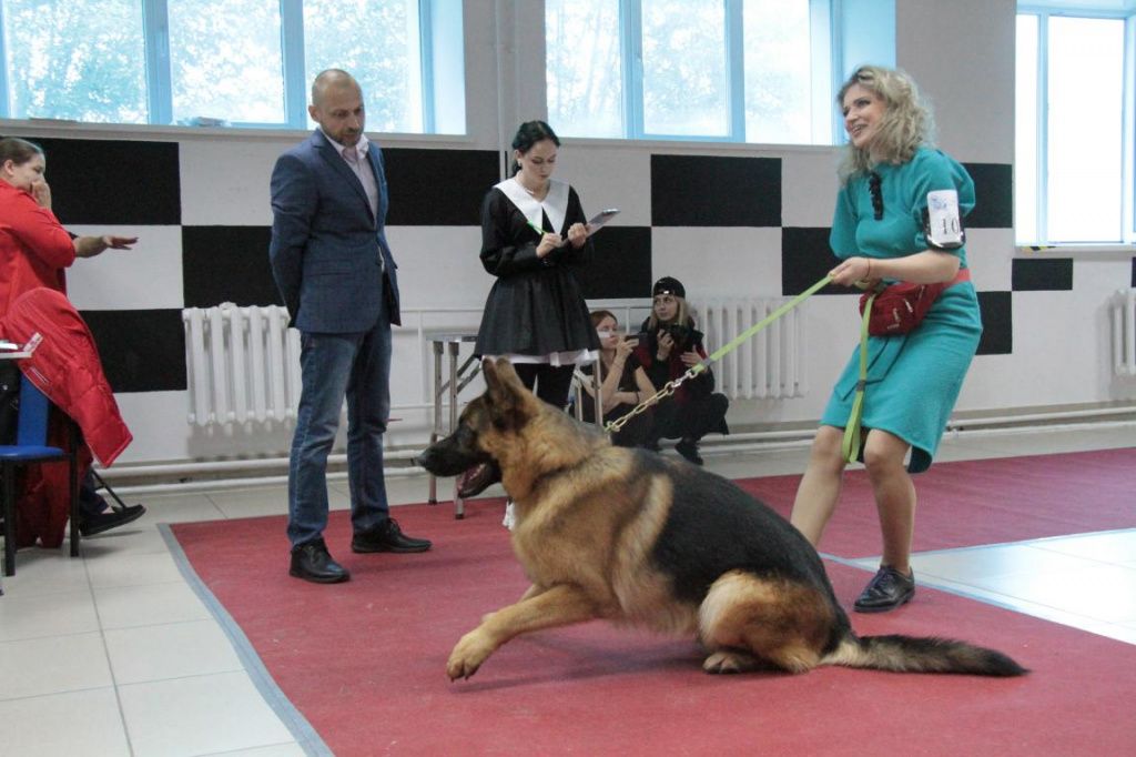 Андрей Щетинин специализируется на служебных собаках. Фото: Константин Бобылев, "Глобус"