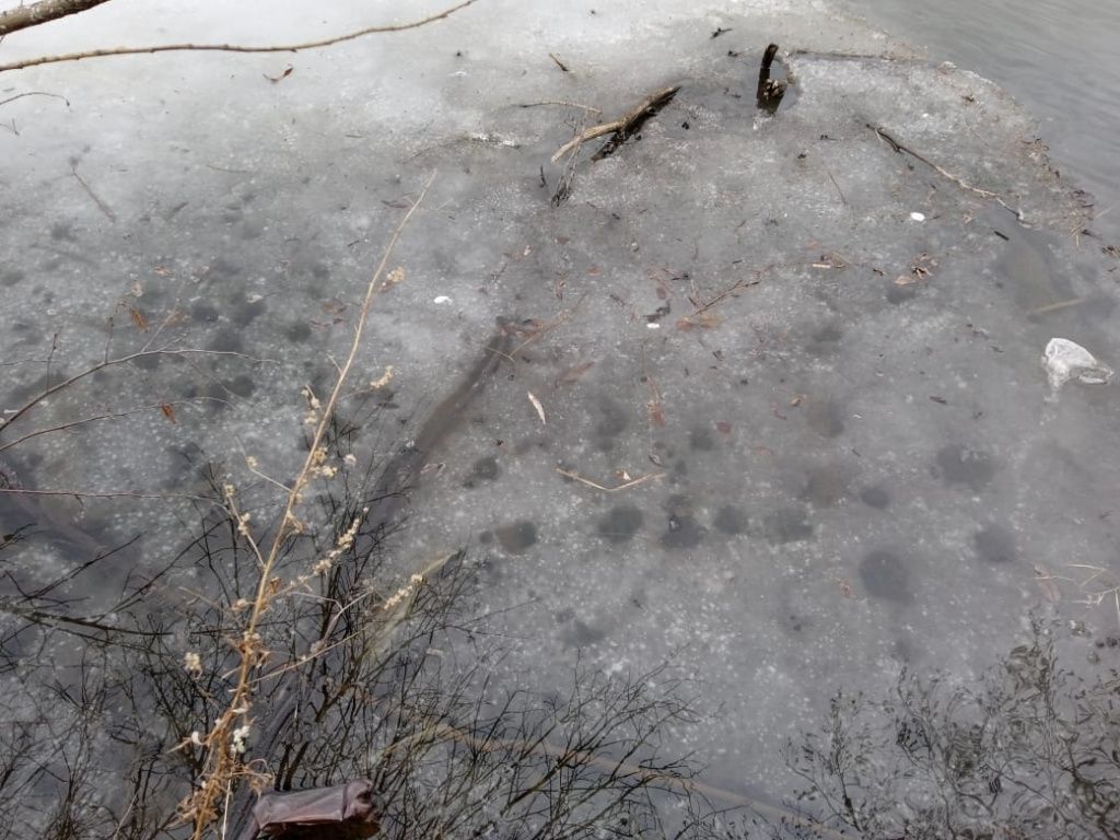 Мертвый щуренок лежит на льду у железнодорожного мостав черте города. Рыбу клевали вороны. Фото: Андрей Филимонов
