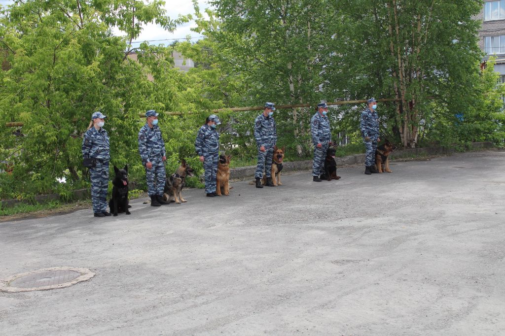В полиции Серова служат немецкие овчарки и ротвейлер. Фото: полиция