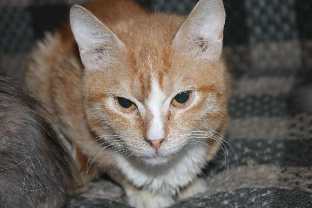 Бывший бездомный котик Йосик мечтает о доме и ждет верного друга. Фото: Мария Чекарова, "Глобус"