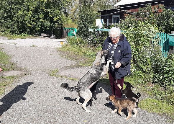 "Если не сделать, мы утонем в щенках". Пенсионерки из Новой Колы просят помощи, чтобы решить "собачий вопрос" в поселке 