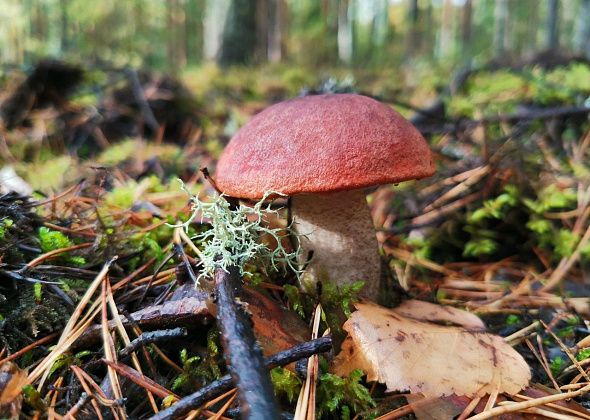 В Свердловской области зафиксирован первый в 2023 году случай отравления грибами
