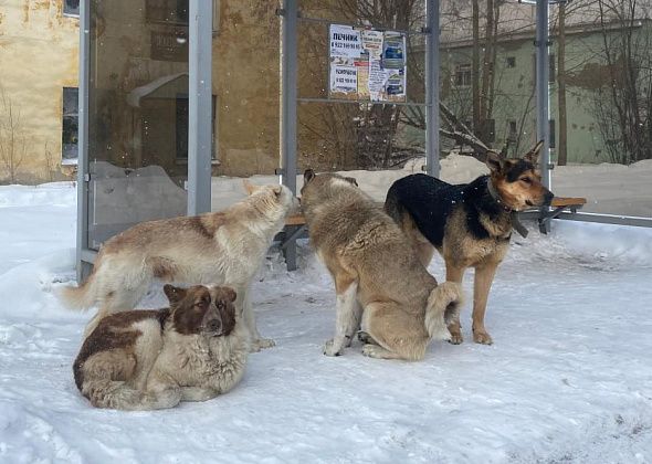Прокуратура проводит проверку по публикации "Глобуса" о собаке, которая терроризирует жителей Сортировки