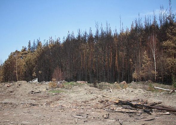 Глава Серова ввел режим чрезвычайной ситуации в лесах городского округа