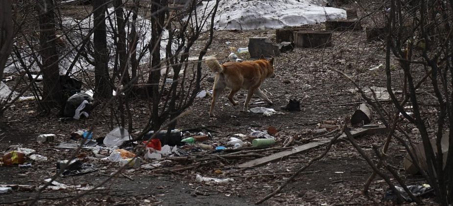 Прокуратура проводит проверку по публикации «Глобуса» о заваленном мусоре дворе на Сортировке