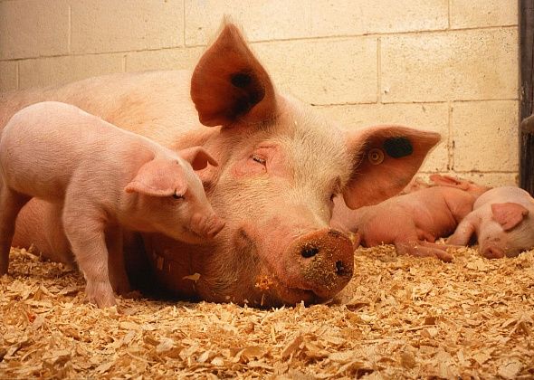 Серовская ветеринарная станция рассказала о правилах, выполнение которых позволит предотвратить заражение африканской чумой свиней