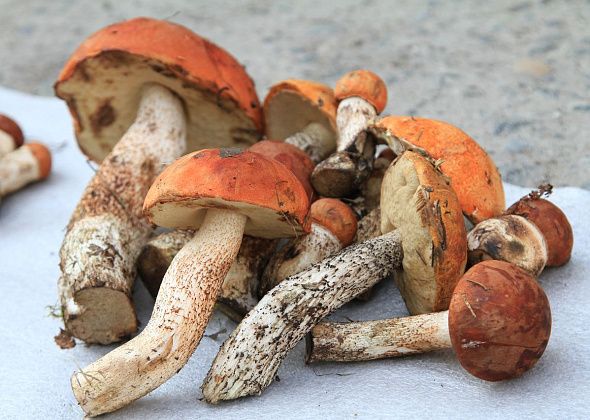Серовчане, не собирайте покусанные лесными жителями грибы