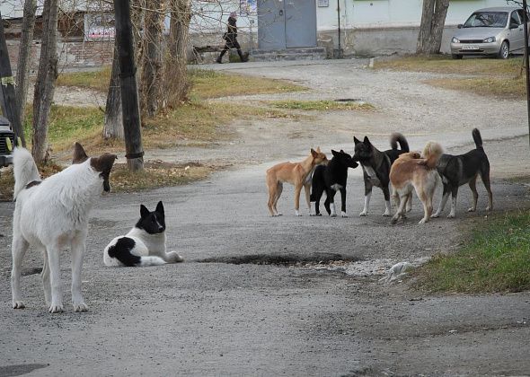 Серовский депутат предложил вывести расходы на отлов собак из раздела "сельское хозяйство"