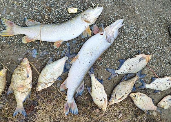 «Сколько лещей, сорожки, чебаков погибло…». Рыбаки рассказали о гибели рыбы в Замарайском пруду